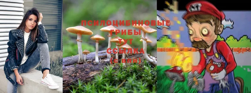 где продают наркотики  Бердск  Псилоцибиновые грибы Cubensis 